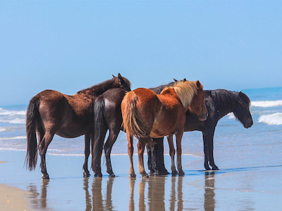 Horses on the beach in Corolla, NC