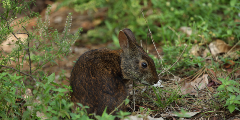 Marsh Rabbit Marsh Rabbit