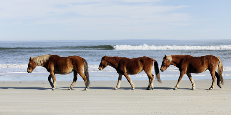 About Banker Horses Three banker horses walking on the beach.