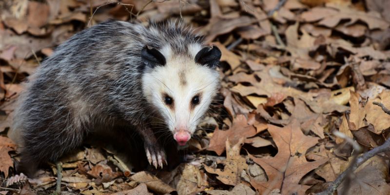 Opossum Opossum