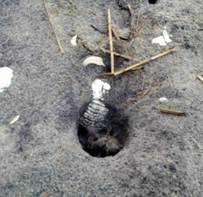 sea-turtle-crawling-out-of-sand