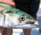 inshore spanish mackel