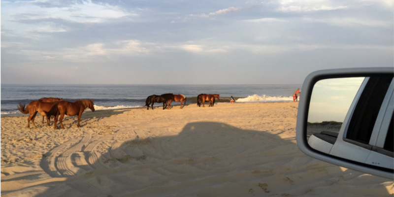 Where to Stay Corolla Wild Horses Wild horses in background of beach near sunset.