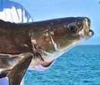 cobia