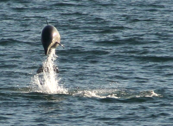 Outer Banks Dolphin