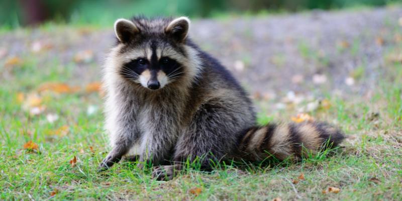 Raccoon Raccoon