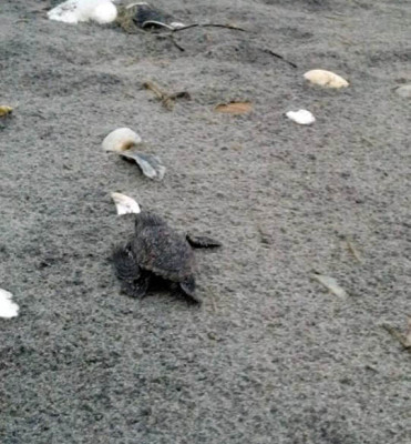 baby-sea-turtle-crawling-towards-ocean