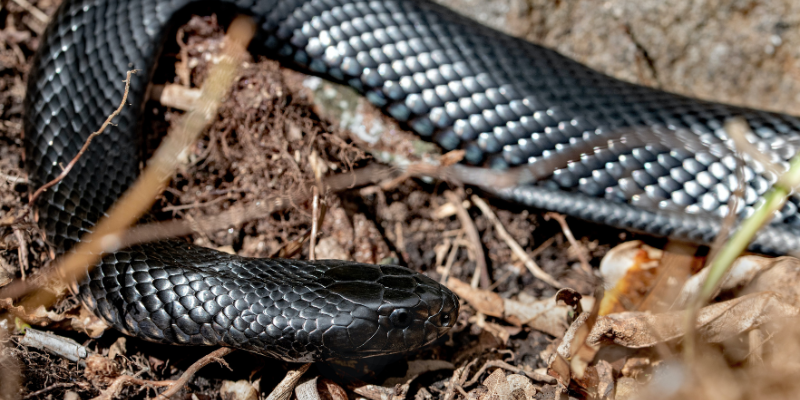Black Snake Black Snake