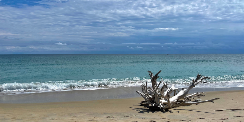Driftwood on the Sand