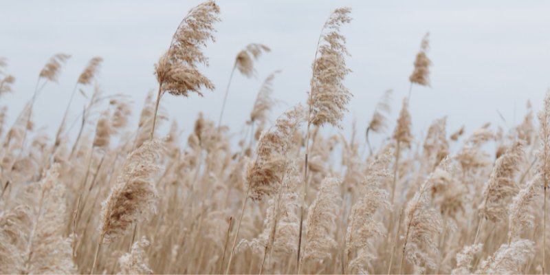 Pampas Grass Image of brown and tan plant with feathery tops.