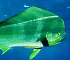 Mahi Mahi