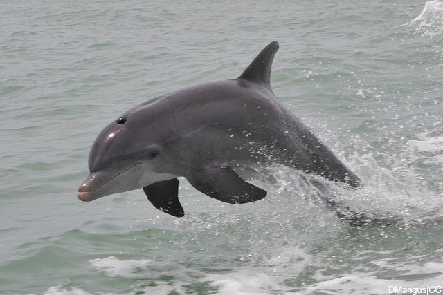 dolphin