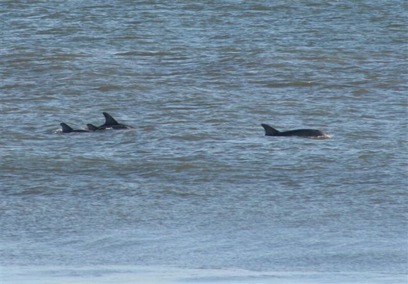 Outer Banks Dolphins
