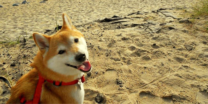 Bailey at the Beach in Cape Hatteras