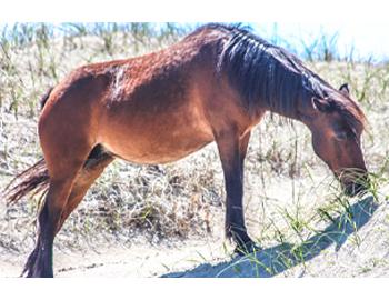 bobs wild horse tours