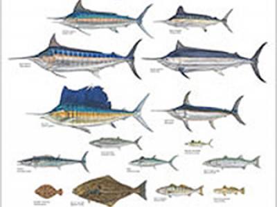 Outer Banks Treasure: Oregon Inlet