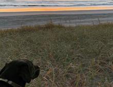 Comprehensive Guide to Vacationing With Fido Comprehensive Guide to Vacationing With Fido