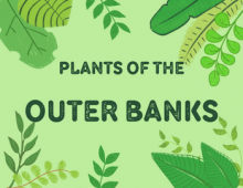 Plants of the Outer Banks Plants of the Outer Banks Title on a green background surrounded by leaves.