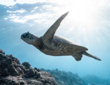 Outer Banks Sea Turtles Outer Banks Sea Turtles