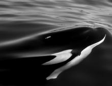 Killer Whales (aka Orcas) on the Outer Banks? Killer Whales (aka Orcas) on the Outer Banks?