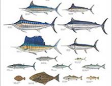 Outer Banks Treasure: Oregon Inlet Outer Banks Treasure: Oregon Inlet