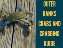 outer_banks_crabs_and_crabbing_guide_teaser outer_banks_crabs_and_crabbing_guide_teaser