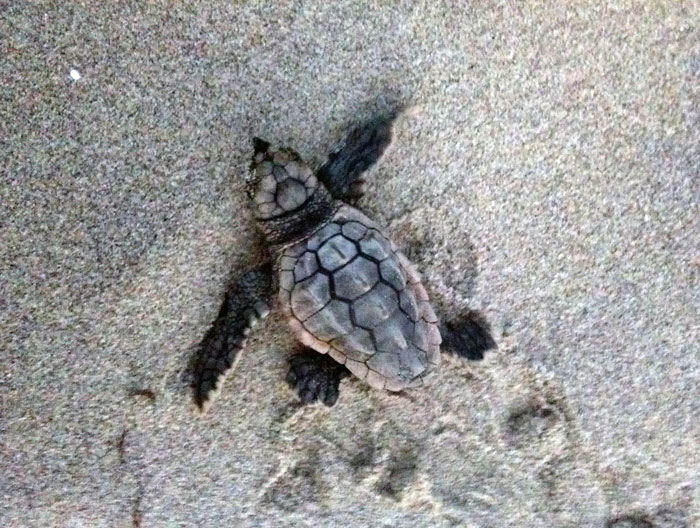 Sea Turtle Watch at Pea Island National Wildlife Refuge
