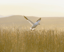 Snow Goose Snow Goose