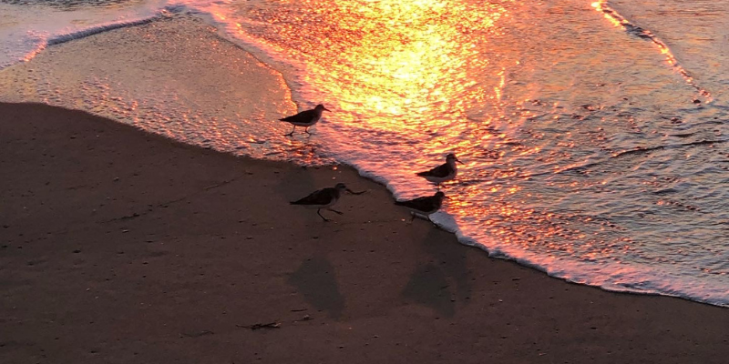 Image of small birds on the beach at sunrise.