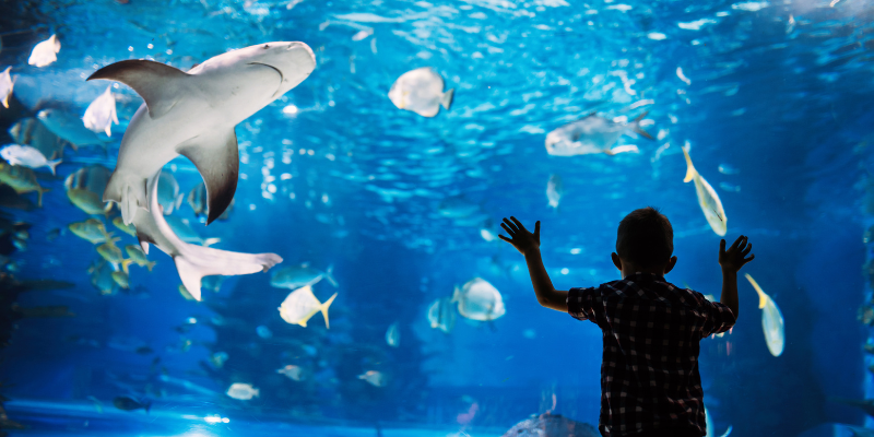 Aquarium Boy in front of tank at aquarium; shark swimming nearby.