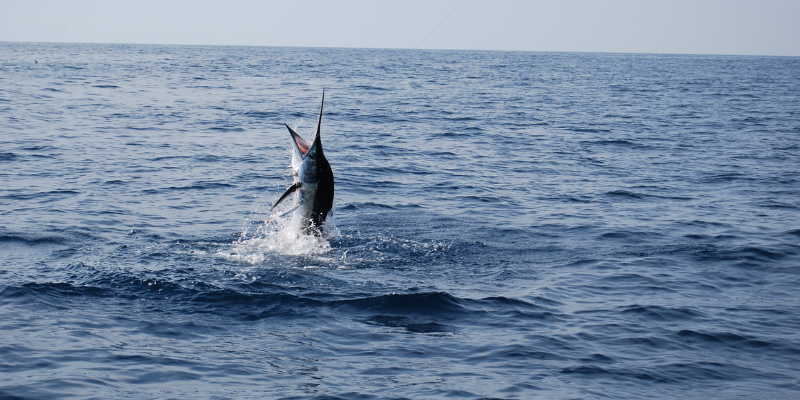 Fishing Fanatics Trip Planner Fishing Fanatics Trip Planner