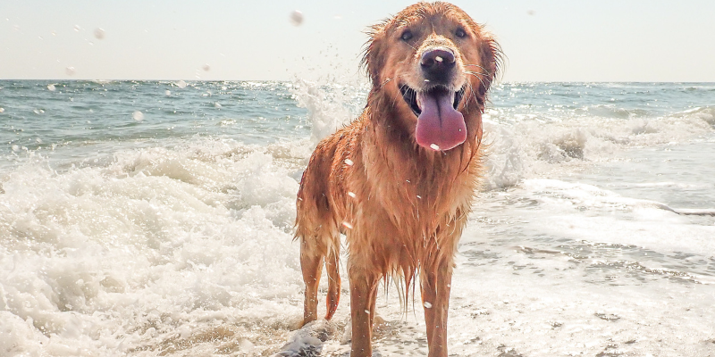 Golden Retriever in the Ocean Golden Retriever in the Ocean