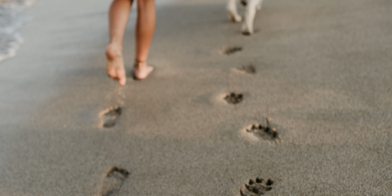 Pawprints on the Beach Pawprints on the Beach