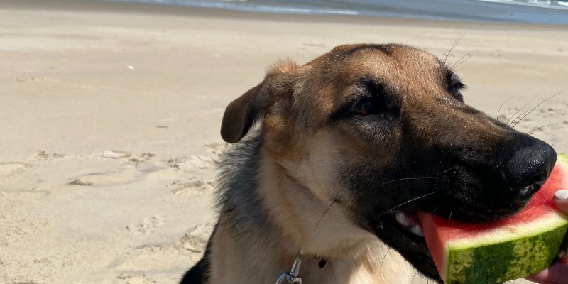 Dog eating Watermelon Dog eating Watermelon