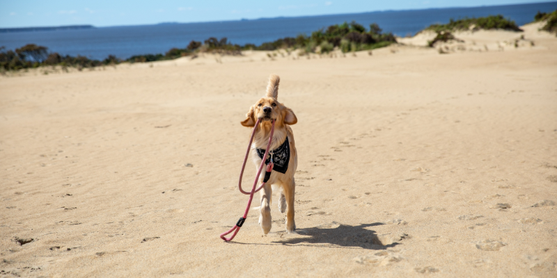 Dog at Jockey's Ridge Dog at Jockey's Ridge