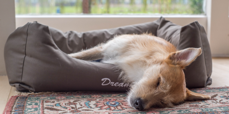 Dog Bed Dog in bed asleep