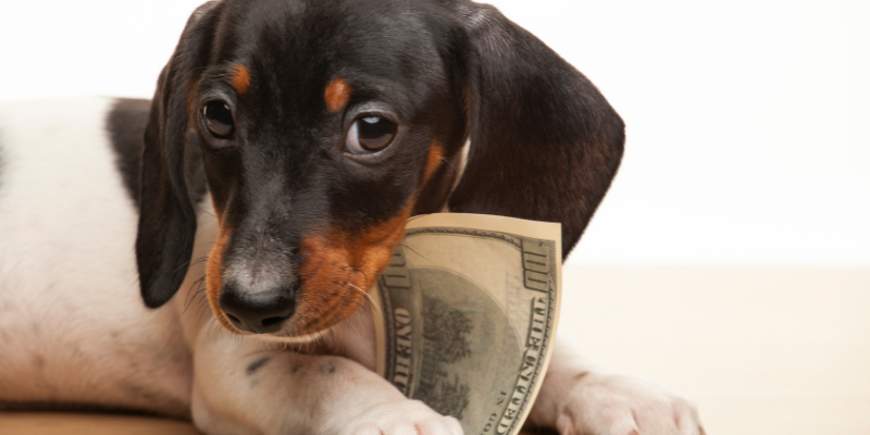 Let Us Help Boost Your Profits! Beagle puppy with $100 bill in mouth.