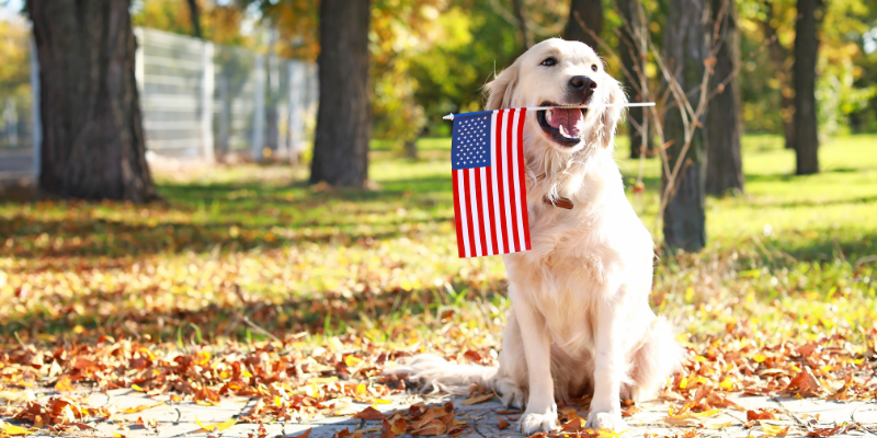 Celebrate Veterans Day with Discounts! Golden Retriever sitting in the grass with an American flag in mouth.
