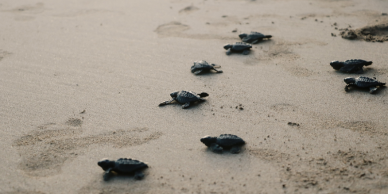 What is N.E.S.T.? What is N.E.S.T.?