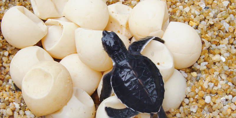 How You Can Help Sea Turtles on the Outer Banks How You Can Help Sea Turtles on the Outer Banks