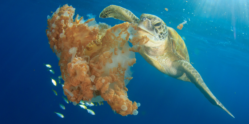 What do Sea Turtles Eat? What do Sea Turtles Eat?