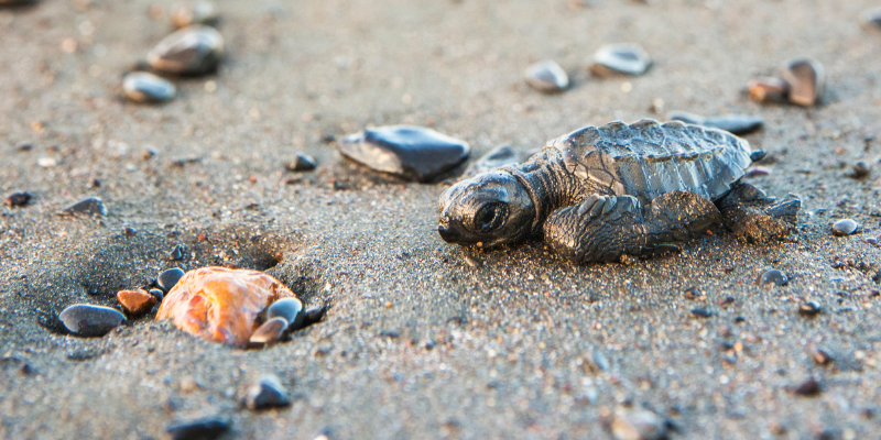 Hatchling Season on the Outer Banks Hatchling Season on the Outer Banks