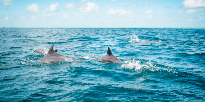 Dolphins in the Open Ocean Dolphins in the Open Ocean