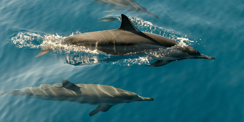Outer Banks Dolphin Tours Outer Banks Dolphin Tours