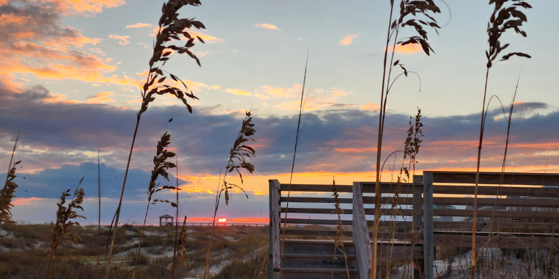 Beach Reeds Beach Reeds