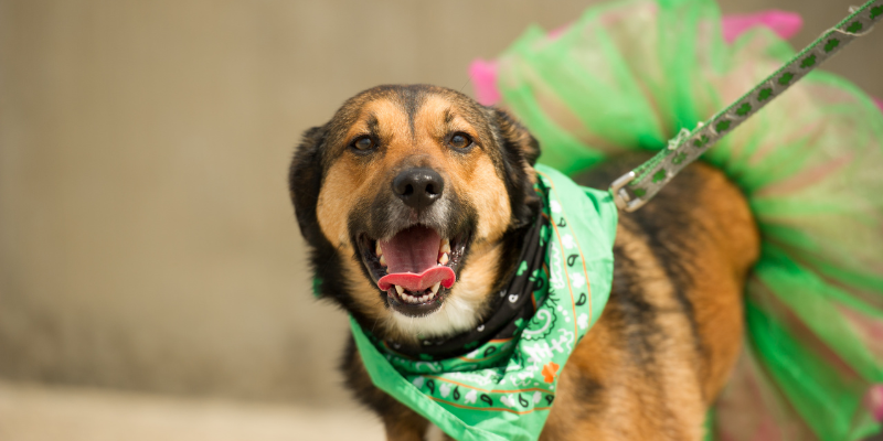 St. Patrick's Day Parade Dog in Parade