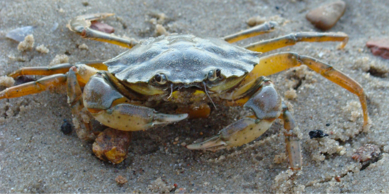 Crabbing Outer Banks Crab on the sand.