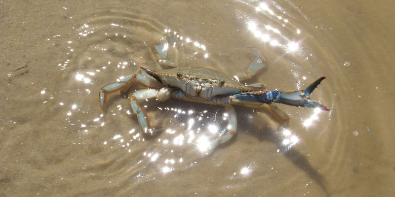 Crabbing Outer Banks - Sound Close-up of brown crab in shallow water.