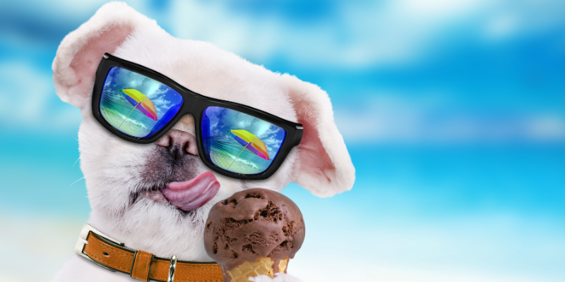 Ice Cream on the Beach! Dog in sunglasses eating ice cream on the beach.