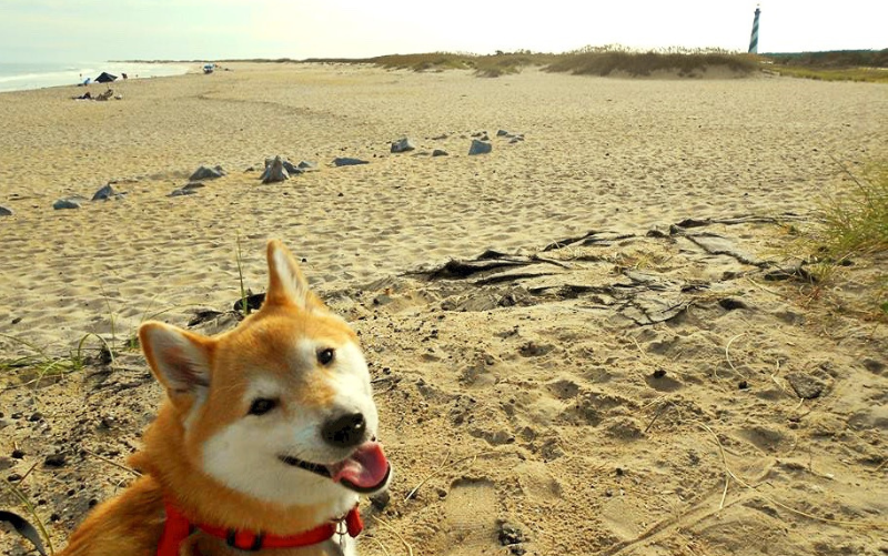 Lighthouse Beach, Buxton Image of a dog on the beach with the Cape Hatteras Lighthouse in background.